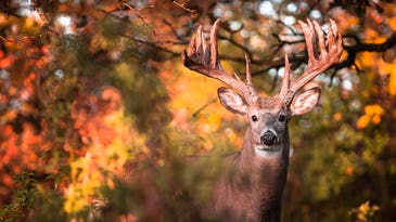 The 12 Best Deer Hunting States To Bag a Monster Whitetail