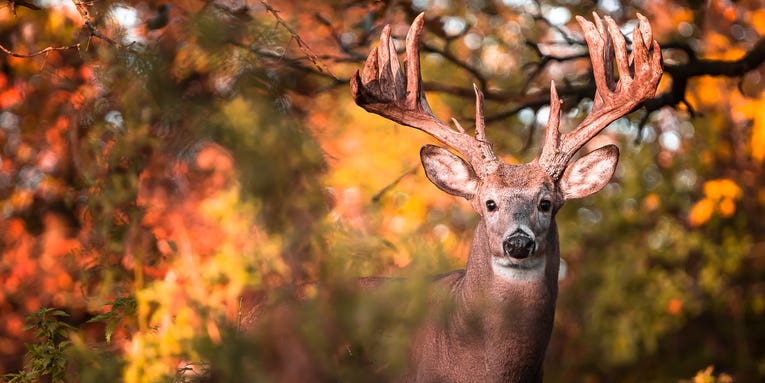 The 12 Best Deer Hunting States To Bag a Monster Whitetail