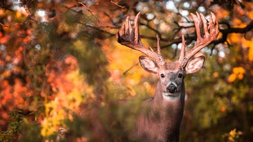 The Best States to Bag a Monster Whitetail Buck
