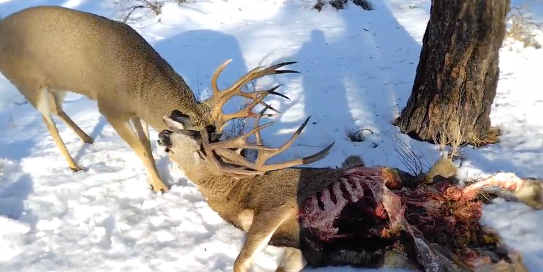 Men Rescue Mule Deer Buck Locked Up with a Dead 5×5 That Was Scavenged by Coyotes
