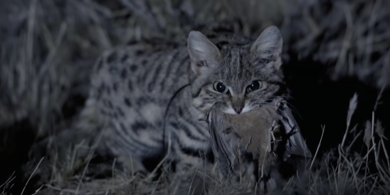 Is This the Deadliest Cat in the World?