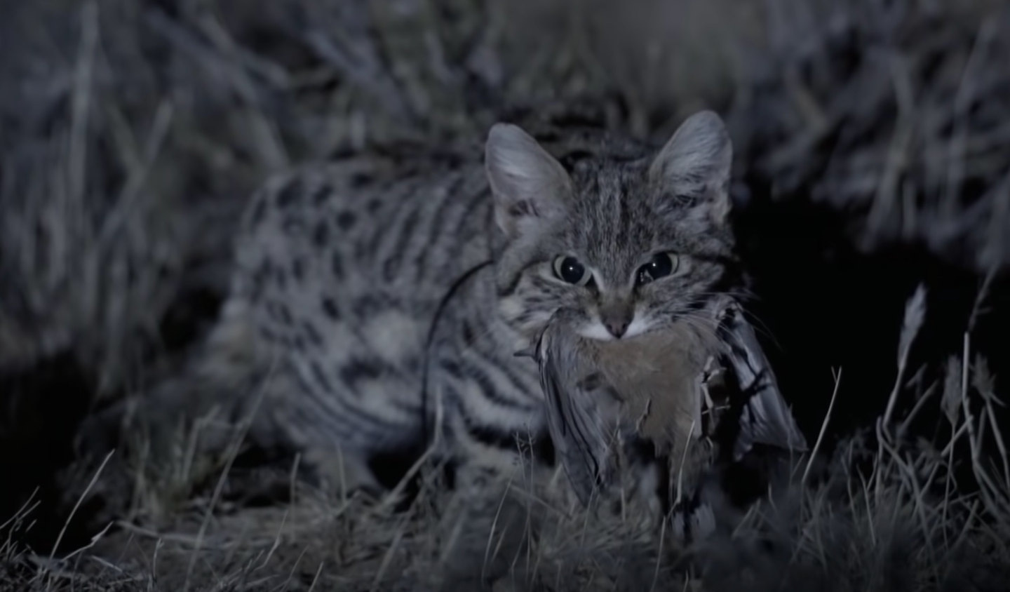small black-footed cat looks at camera with bird in mouth