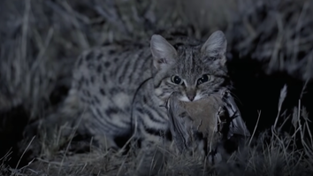 Is This the Deadliest Cat in the World?