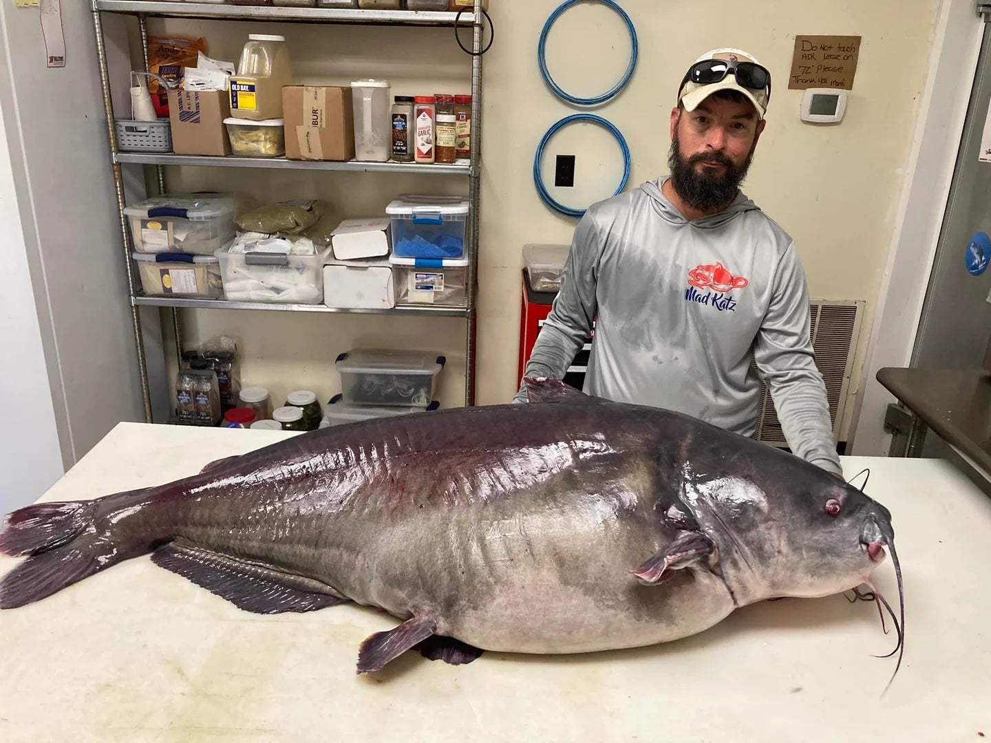 Fisherman with record blue catfish
