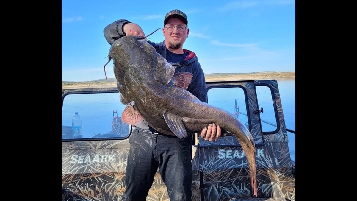 man holding record flathead catfish.