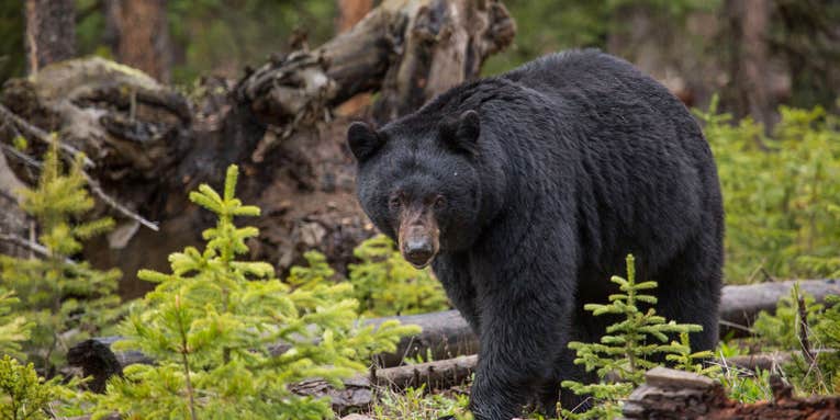 New Jersey Court Lifts Hold, Allows Bear Hunting Season to Commence