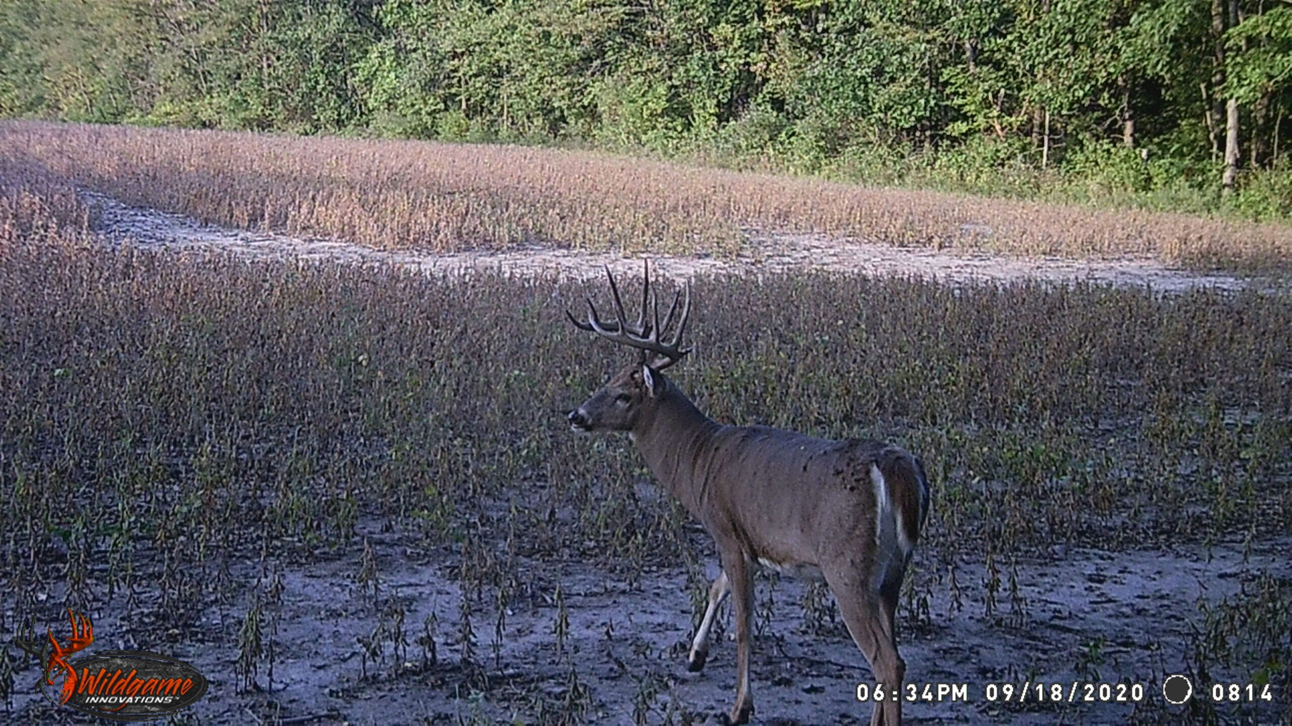 trail cam photo of buck