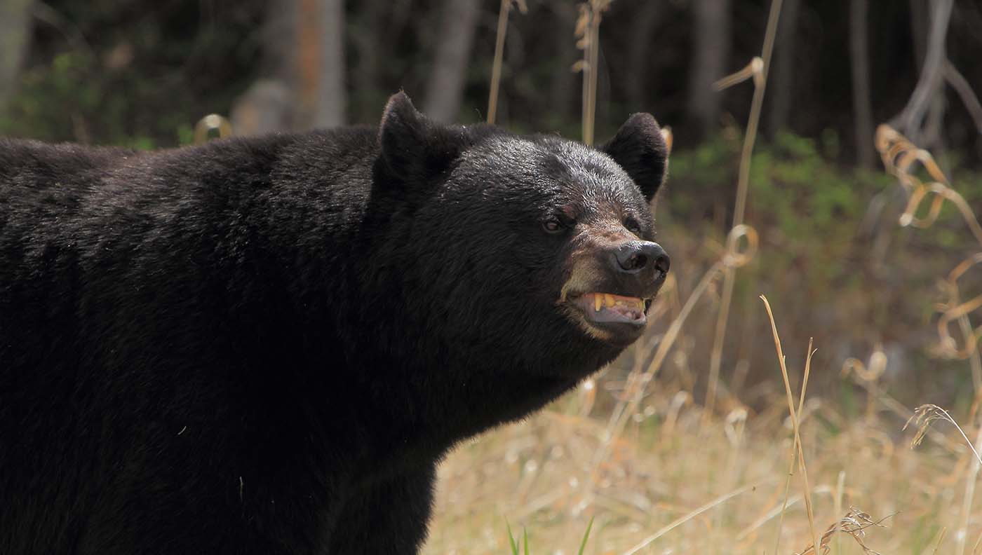 aggressive black bear