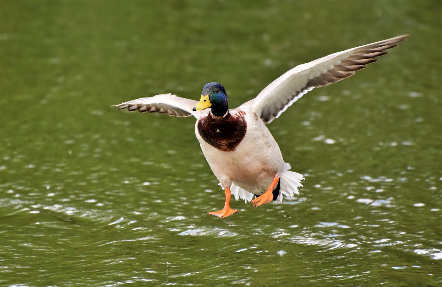 Mallard duck landing on a lake.
