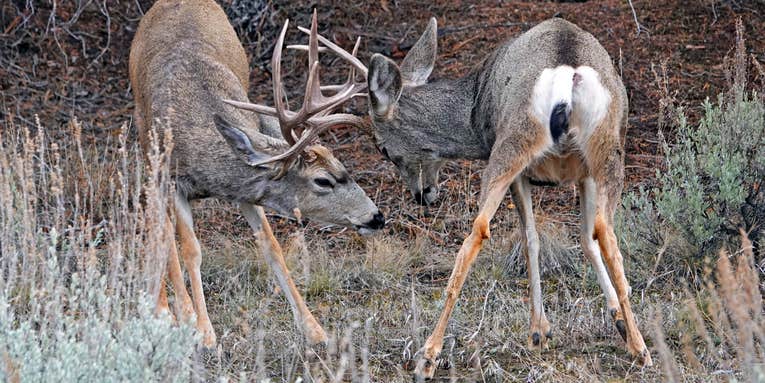 Why Do Some Bucks Get Locked Up While Fighting?