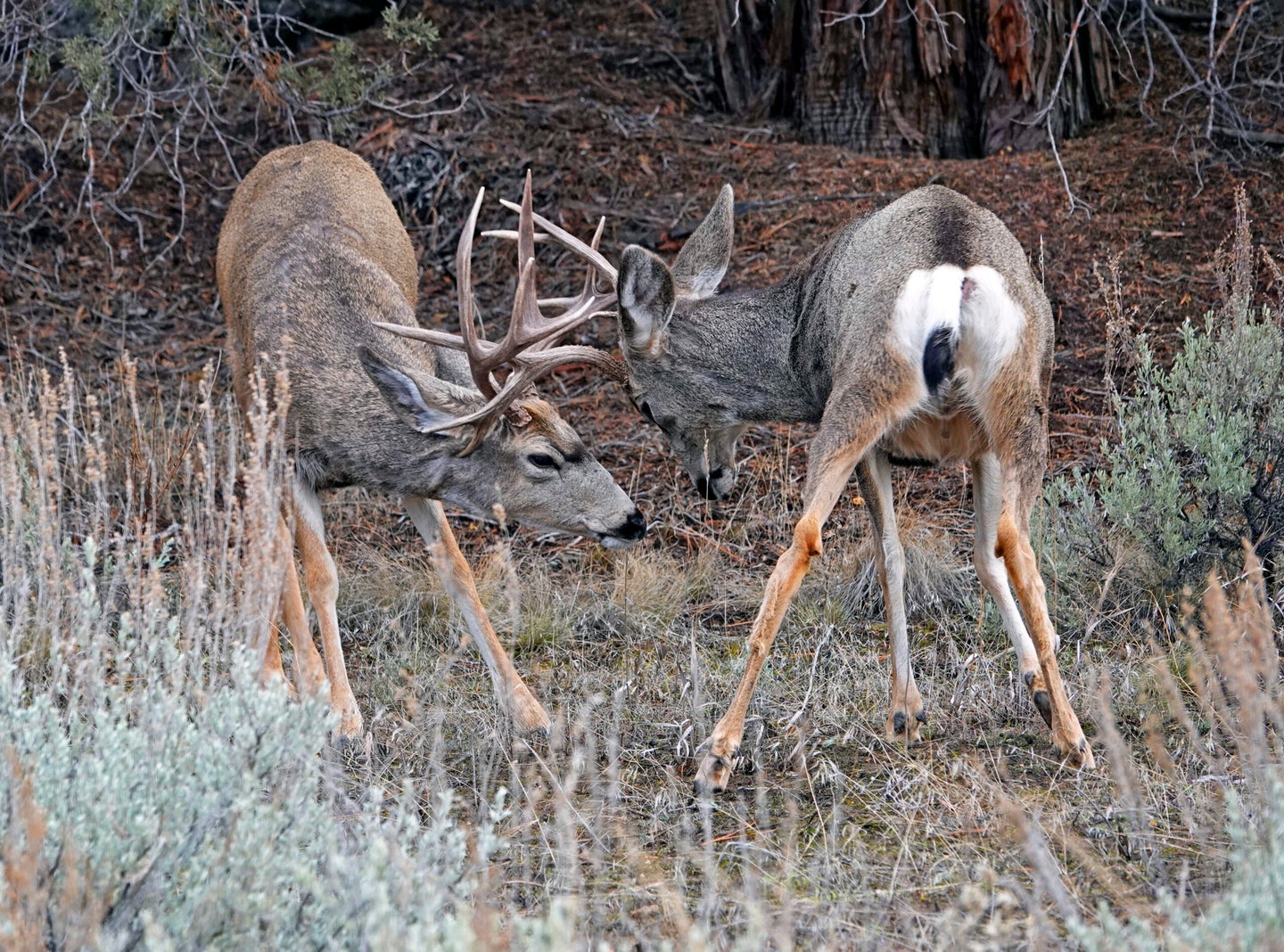 Large mule deer bucks spar with each other