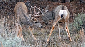 Why Do Some Bucks Get Locked Up While Fighting?
