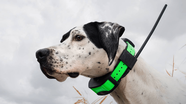 The 6 Best Dog GPS Trackers of 2024