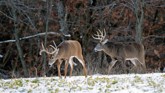 How to Hunt the Best Day of the Rut No. 7: December 12