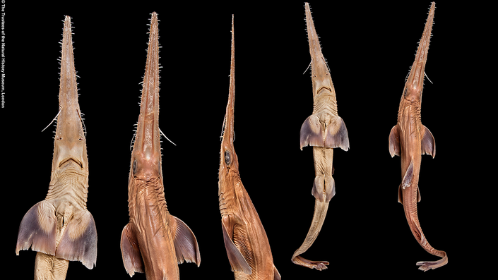With the Help of Local Anglers, Researchers Discover Two New Species of Sawsharks