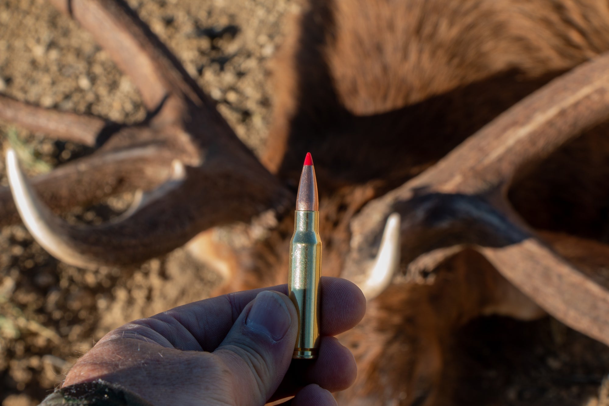 Hand holding 308 rifle cartridge above dead elk. Both the 270 vs 308 are good elk cartridges