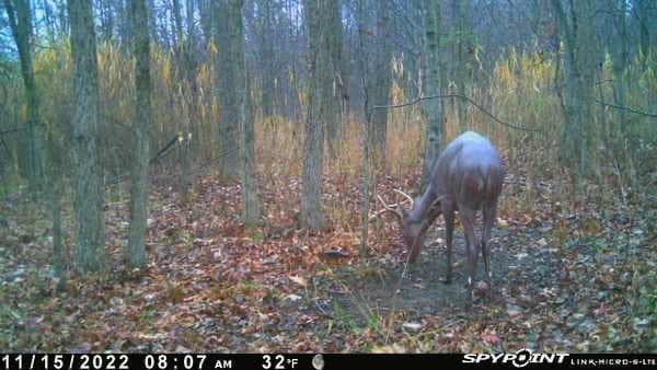 hairless deer on trail cam