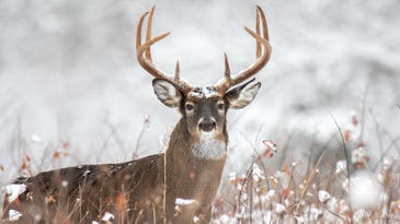 How to Hunt the Best Day of the Rut No. 7: December 14