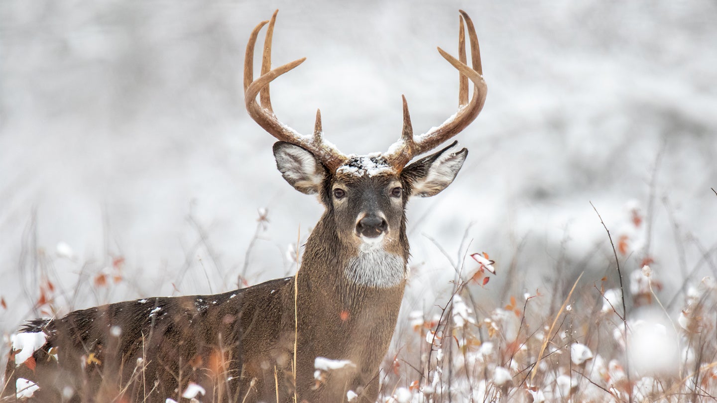 A whitetail buck standing in a snowy field with snow-covered woods in background