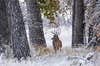 A whitetail buck standing among large snow-fringed tree trucks in winter