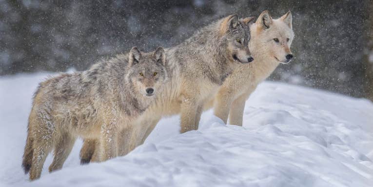Colorado Announces Plans to Release “30 to 50” Gray Wolves Along the State’s Western Slope