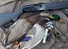 mallard-American black duck hybrid and drake mallard next to shotgun