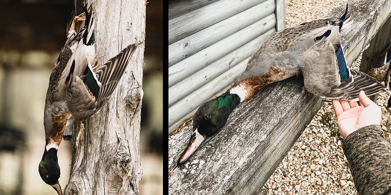 A Pintail-Mallard Hybrid? Here’s What We Know About Duck Hybridization