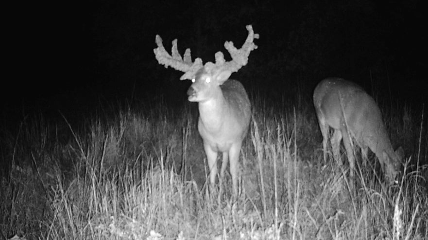 cactus whitetail buck on a trail camera.