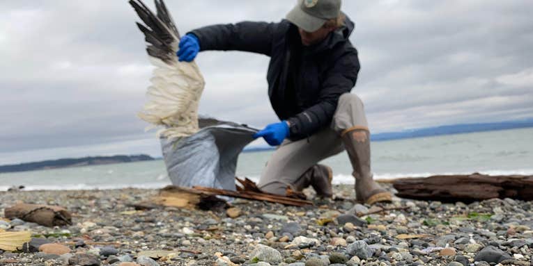 700 Waterfowl Die From Bird Flu in Washington State