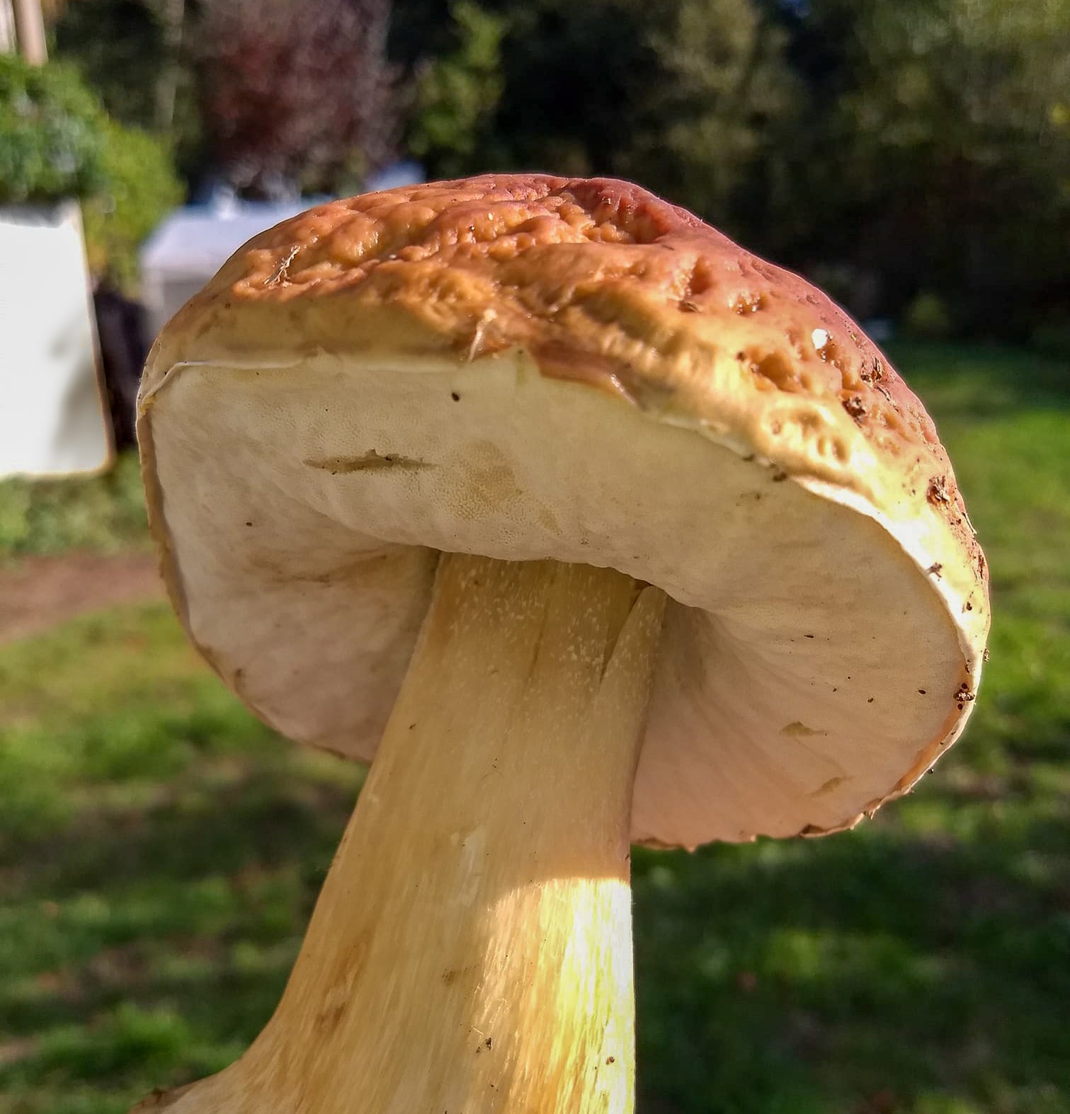 Bolotete mushroom