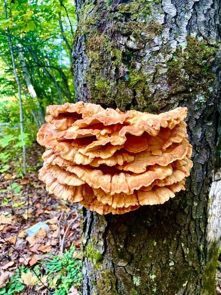 chicken-of-the-woods mushroom