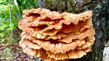 Six of the Most Delicious Wild Mushrooms to Forage