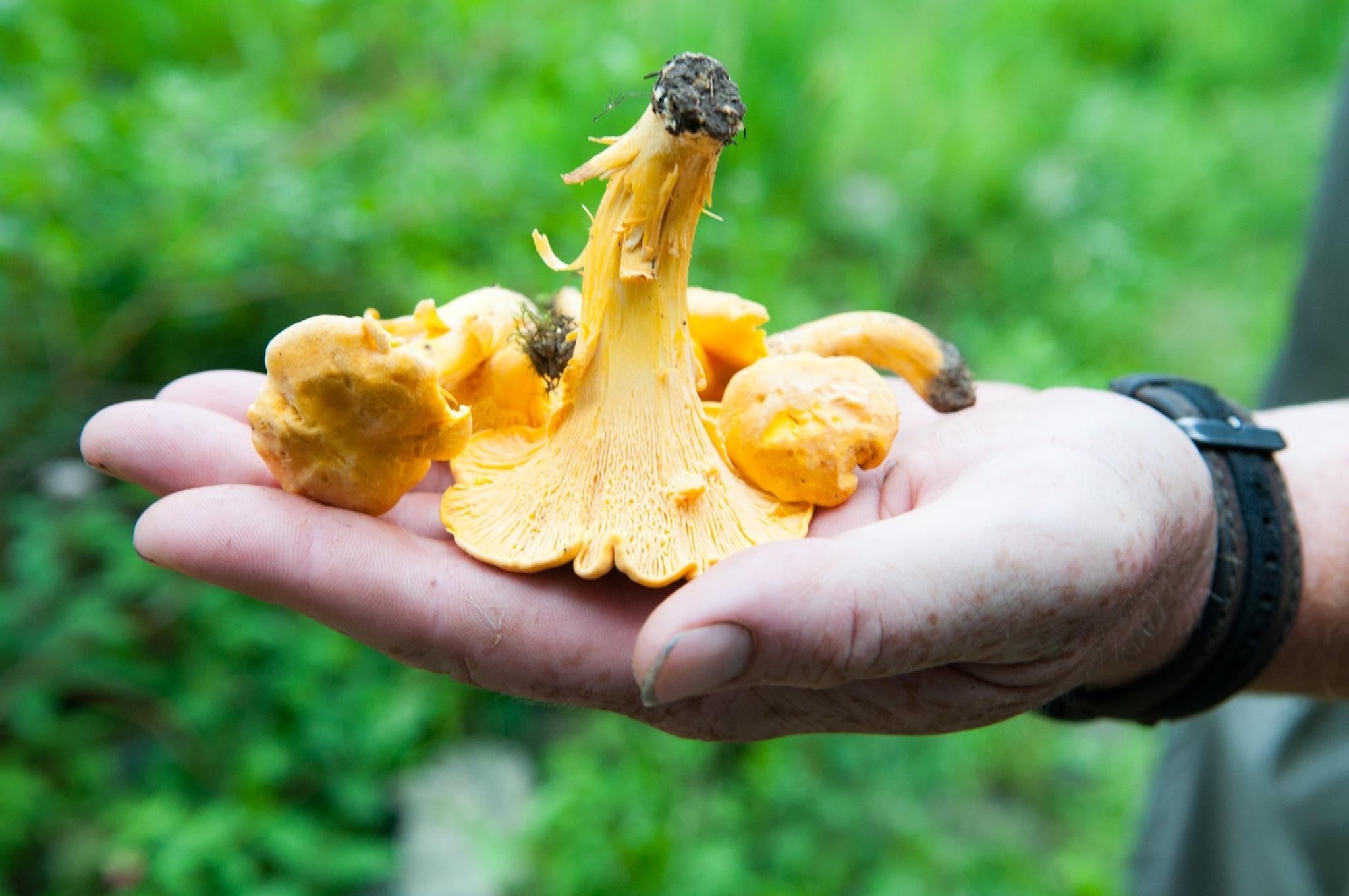 A golden chanterelle mushroom