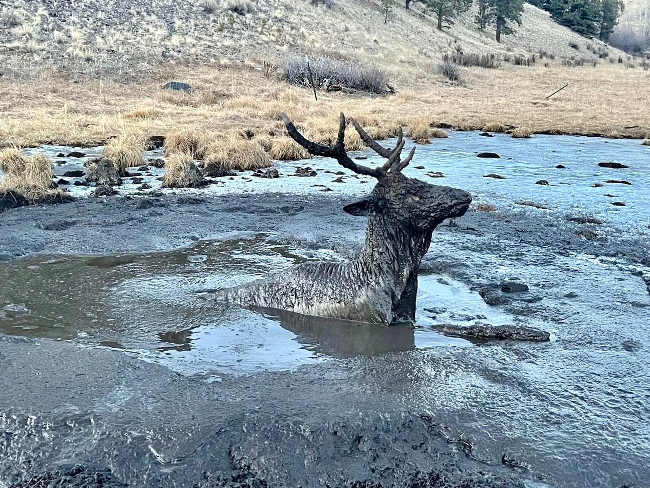 bull elk in mud