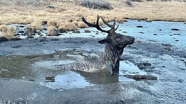 Watch Colorado Officials Rescue a Bull Elk Stuck in Mud Up to Its Neck