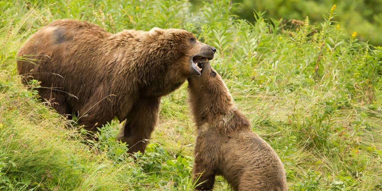 Bird Flu Detected in Alaskan Brown Bear for the First Time Ever