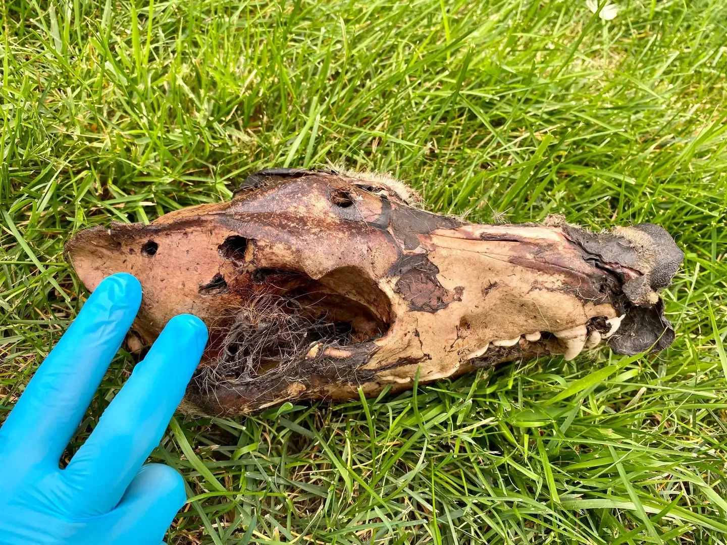 skull of wolf killed by cougar