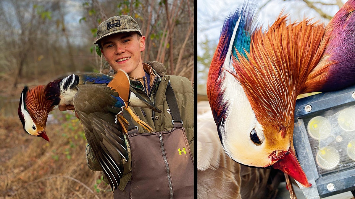 hunter holds colorful mandarin duck