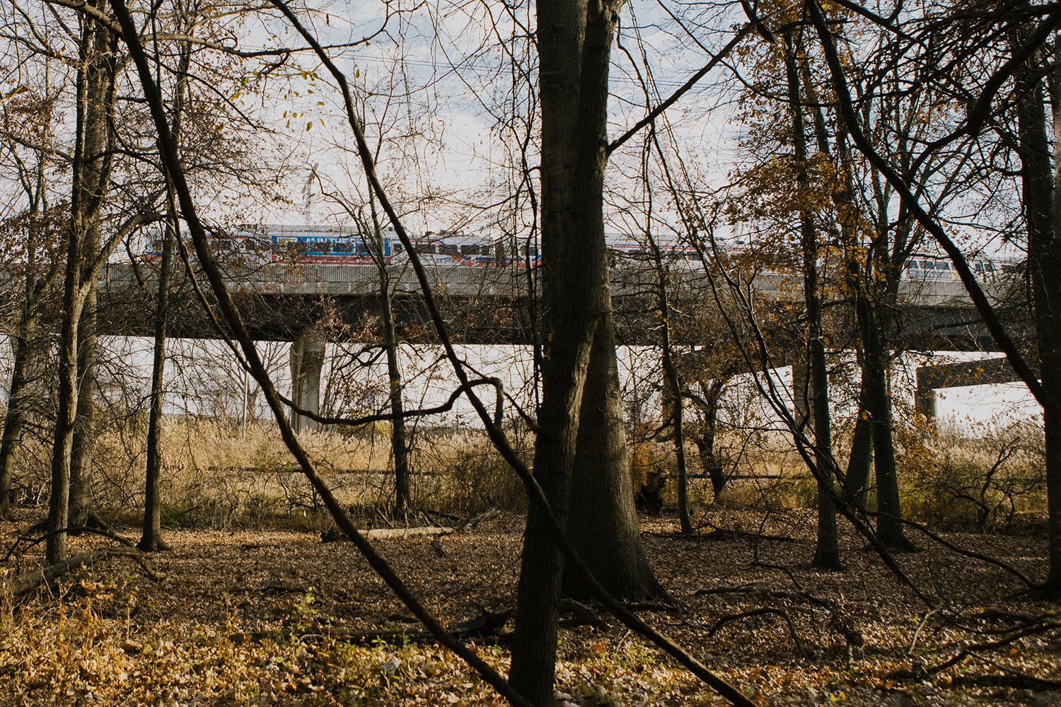 elevated train runs past woods