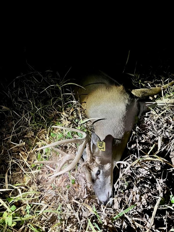 Dead deer with ear tags.