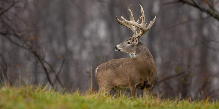Should the Heart or the Head Rule Deer Hunting?