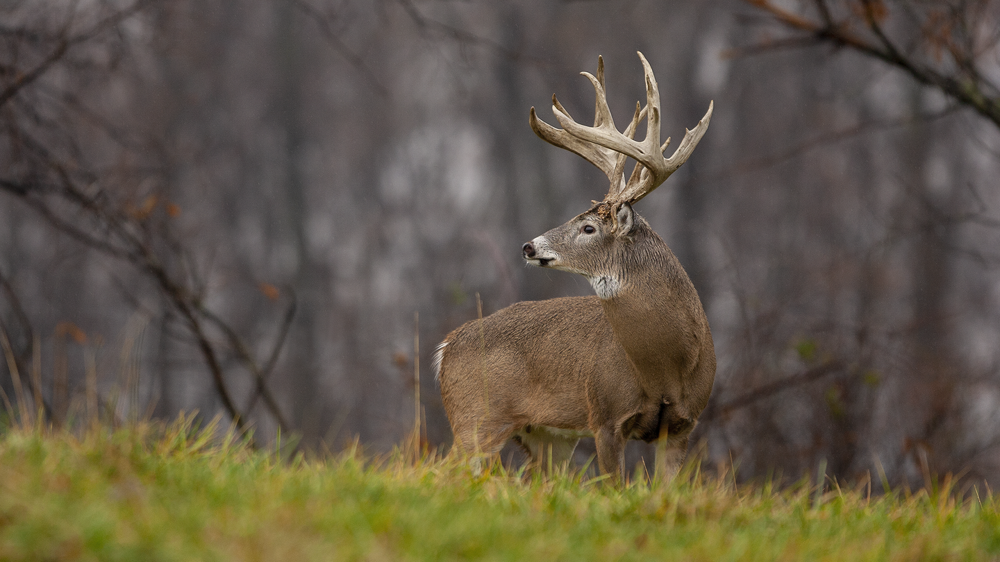whitetail buck in front of woods
