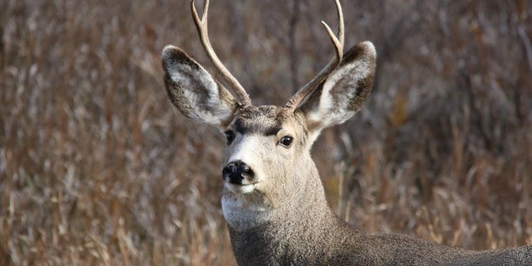 CWD Act Included in Federal Spending Bill But RAWA is Not