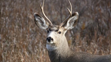 CWD Act Included in Federal Spending Bill But RAWA is Not