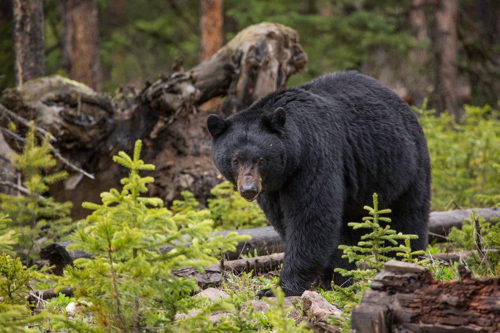 black bear walks through woods