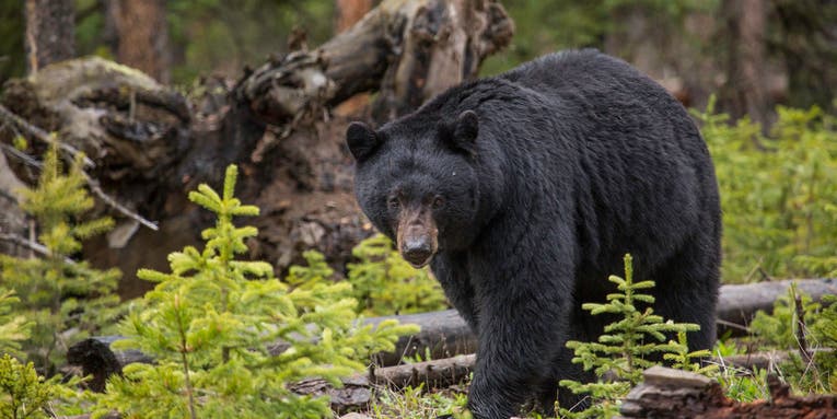 Black Bear Breaks Record, Travels Over 1,000 Miles After Being Relocated