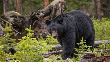 Black Bear Breaks Record, Travels Over 1,000 Miles After Being Relocated