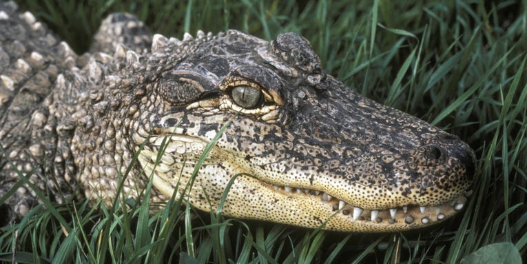 Wisconsin House Cat Brings Home the Head of an Alligator