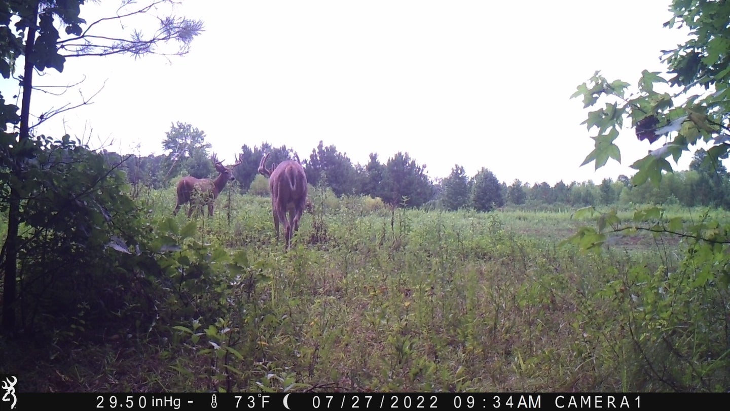 whitetail deer on trail camera