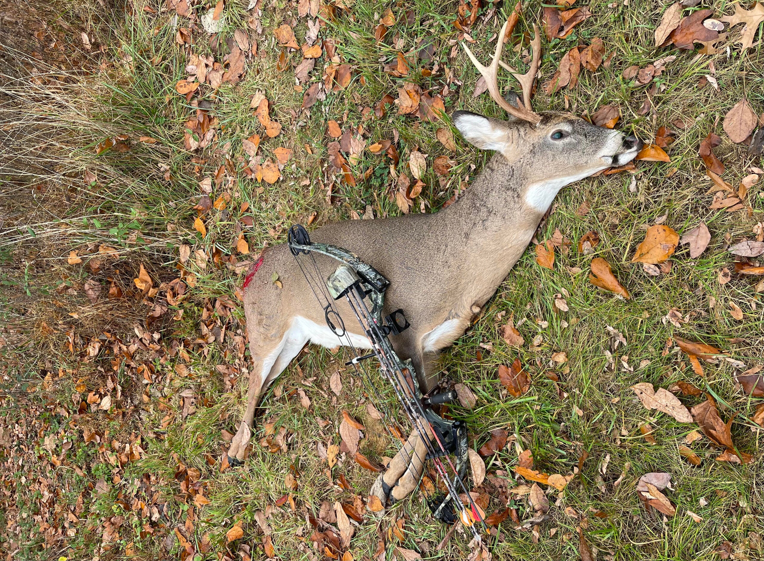 whitetail deer after a bow hunt